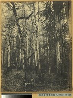 阿里山萬歲山扁柏林之景藏品圖，第1張
